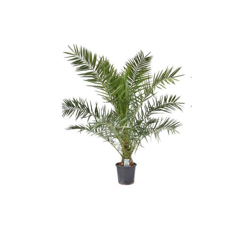 Phoenix canariensis (dattier des canaris)