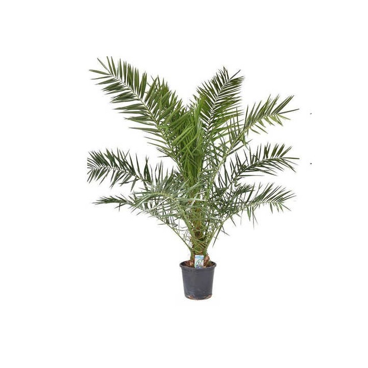 Phoenix canariensis (dattier des canaris)