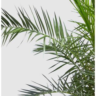 Phoenix canariensis (dattier des canaris)