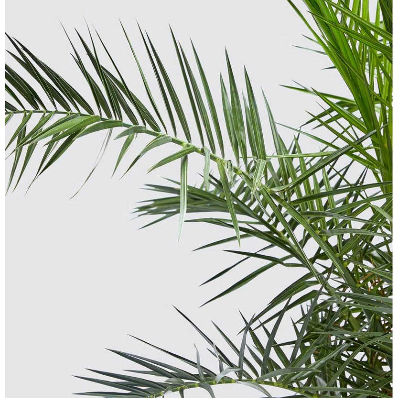 Phoenix canariensis (dattier des canaris)