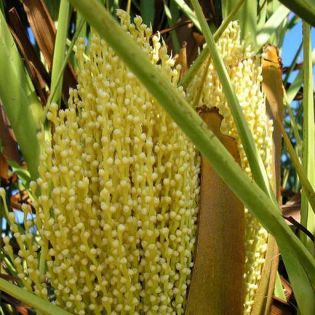 Phoenix canariensis (dattier des canaris)