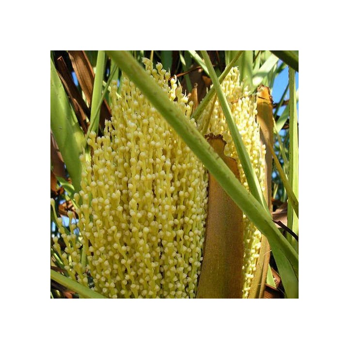 Phoenix canariensis (dattier des canaris)