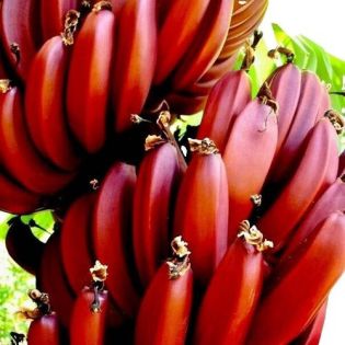 Bananier Musa cheesmanii