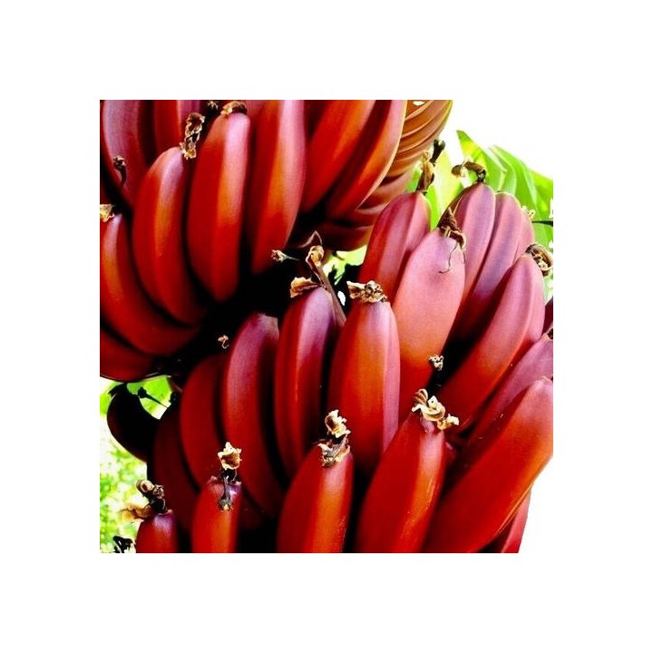 Bananier Musa cheesmanii