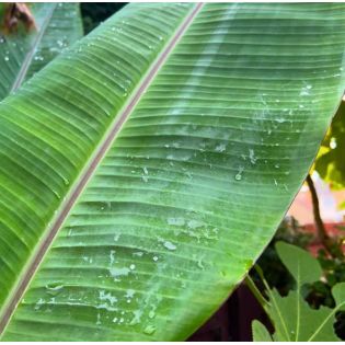 Bananier Musa cheesmanii