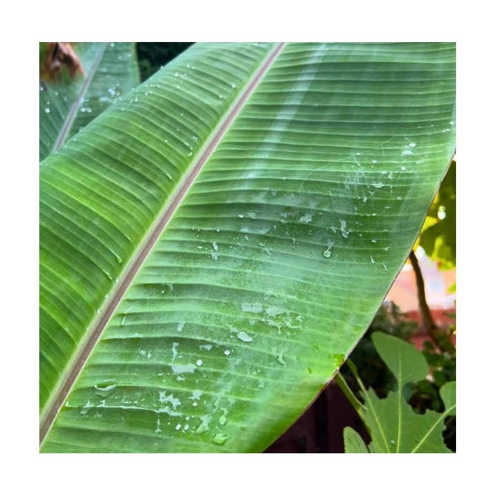 Bananier Musa cheesmanii