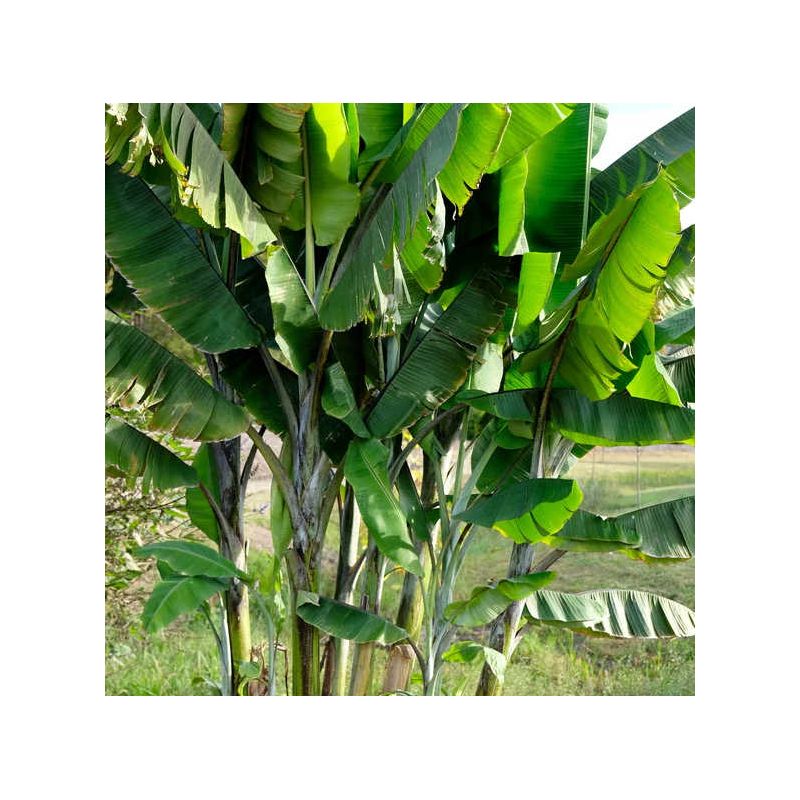 Bananier Musa yunnanensis ou Musa sp Yunnan