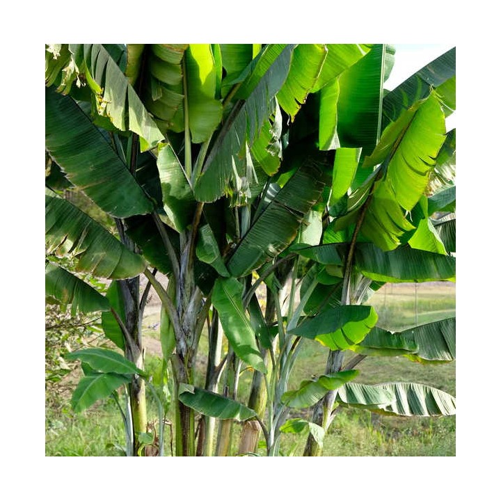 Bananier Musa yunnanensis ou Musa sp Yunnan