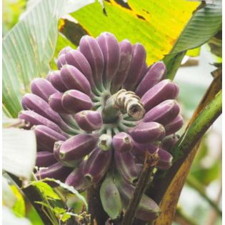 Bananier Musa yunnanensis ou Musa sp Yunnan