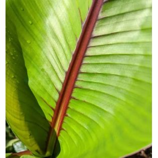 Musaitinerans Forma Indica (banane bande rouge)