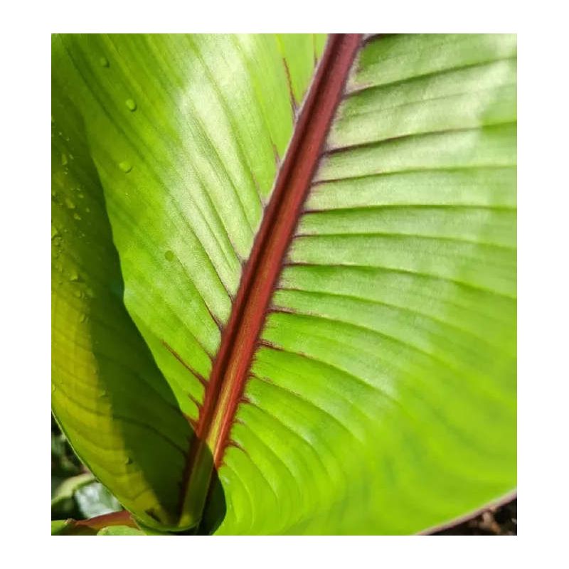 Musaitinerans Forma Indica (banane bande rouge)