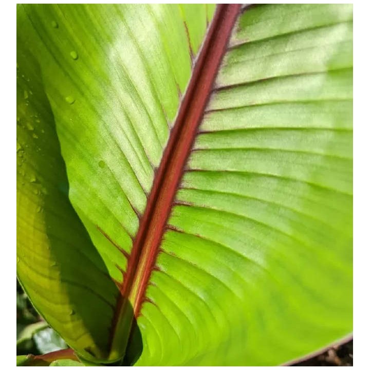 Musaitinerans Forma Indica (banane bande rouge)