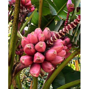 Musaitinerans Forma Indica (banane bande rouge)