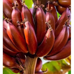 Bananier Musa acuminata Red Dacca à bananes rouges