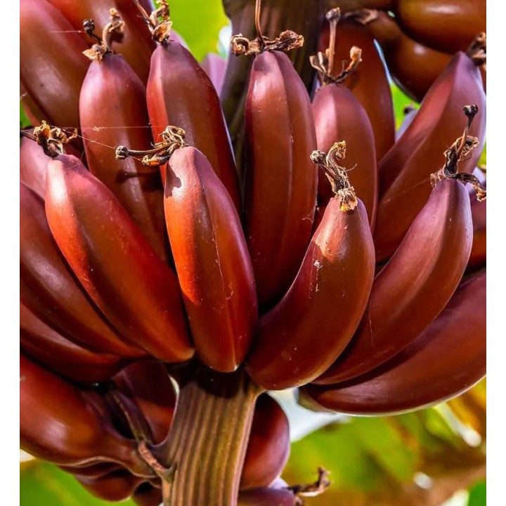 Bananier Musa acuminata Red Dacca à bananes rouges