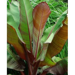 Bananier Musa acuminata Red Dacca à bananes rouges