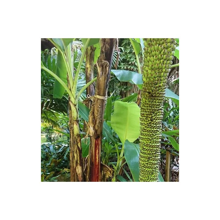 Bananier Musa acuminata chiliocarpa (1000 fingers)
