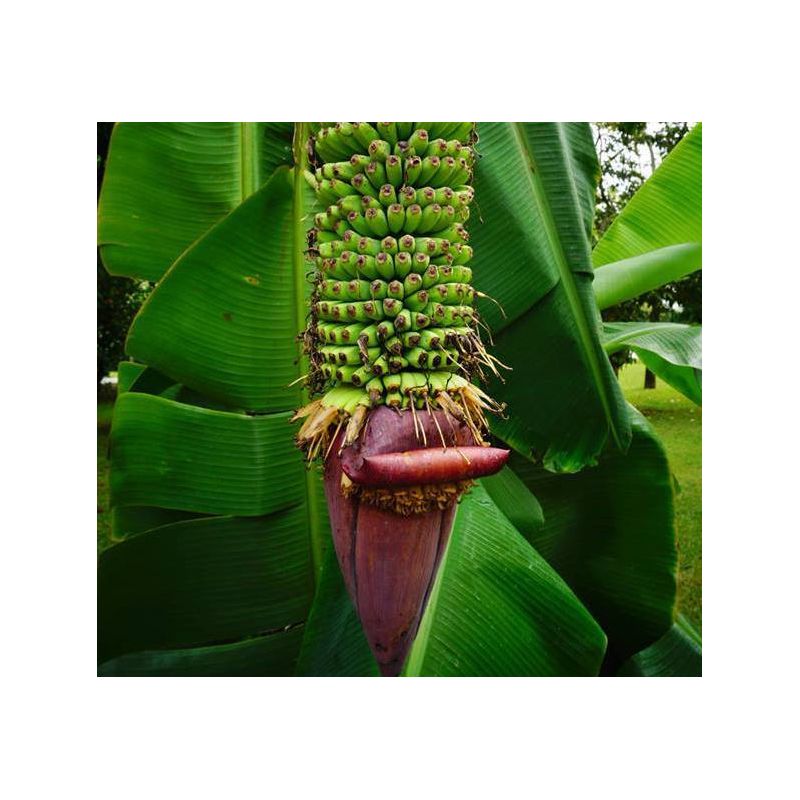 Bananier Musa acuminata chiliocarpa (1000 fingers)