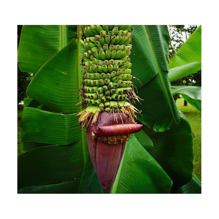 Bananier Musa acuminata chiliocarpa (1000 fingers)