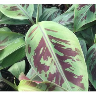 Bananier Musa sumatrana zebrina