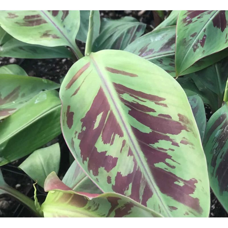 Bananier Musa sumatrana zebrina