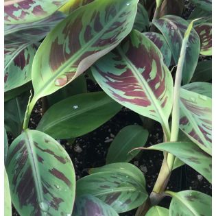 Bananier Musa sumatrana zebrina