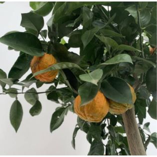 Citrus Corrugato (Hybride entre Orange amère et douce)