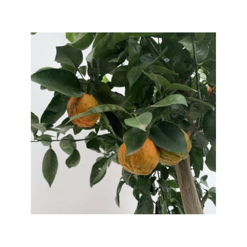 Citrus Corrugato (Hybride entre Orange amère et douce)