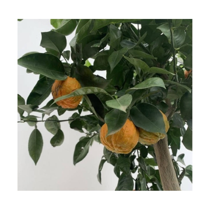 Citrus Corrugato (Hybride entre Orange amère et douce)