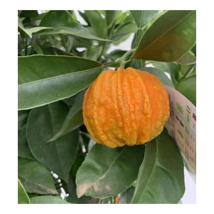 Citrus Corrugato (Hybride entre Orange amère et douce)