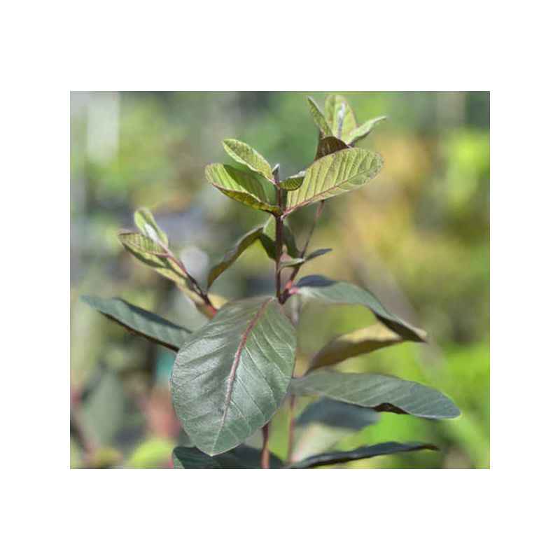 Psidium guajava "roja" (Goyave)