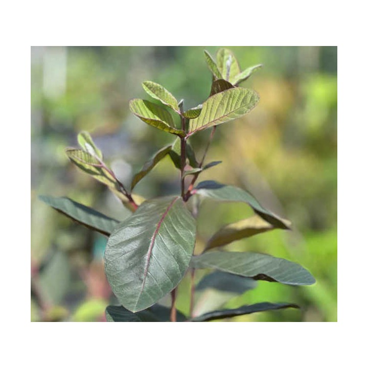 Psidium guajava "roja" (Goyave)