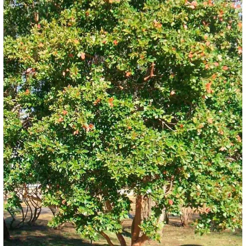 Psidium guajava "roja" (Goyave)