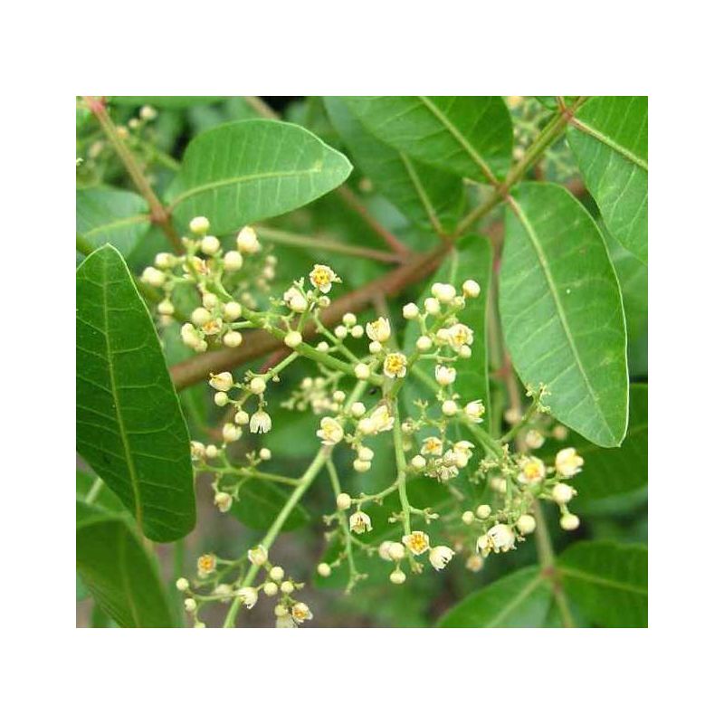 Schinus terebinthifolius (poivre rose)