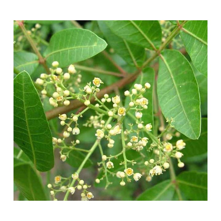 Schinus terebinthifolius (poivre rose)