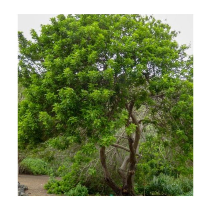Schinus terebinthifolius (poivre rose)