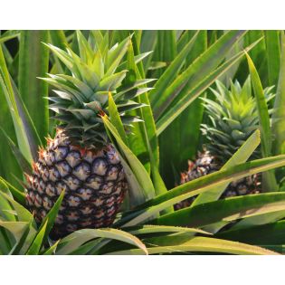 Ananas comosus aux fruits