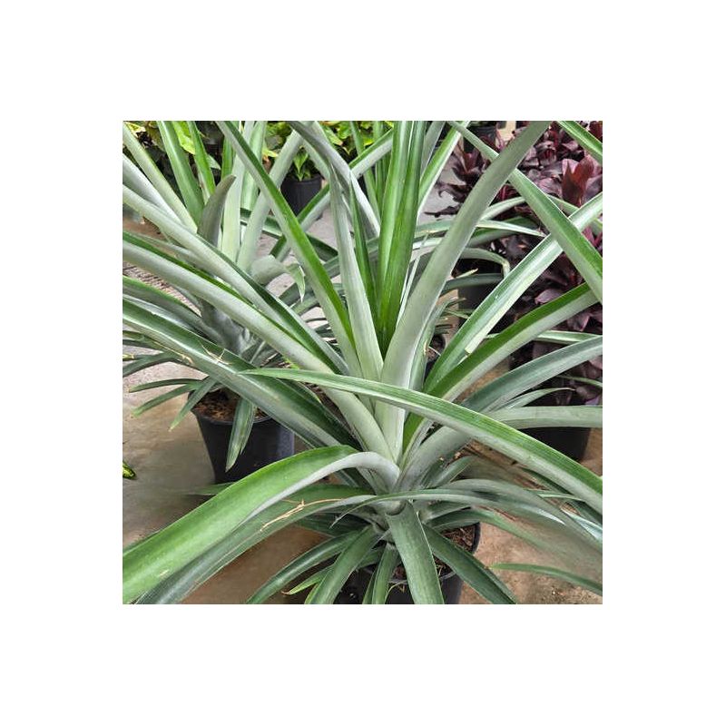 Ananas comosus aux fruits