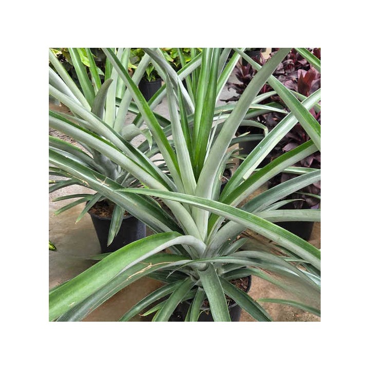 Ananas comosus aux fruits
