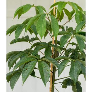 Chorisia speciosa syn ceiba (Bombax - Chorisie - Chorisier - Fromager - Kapok)