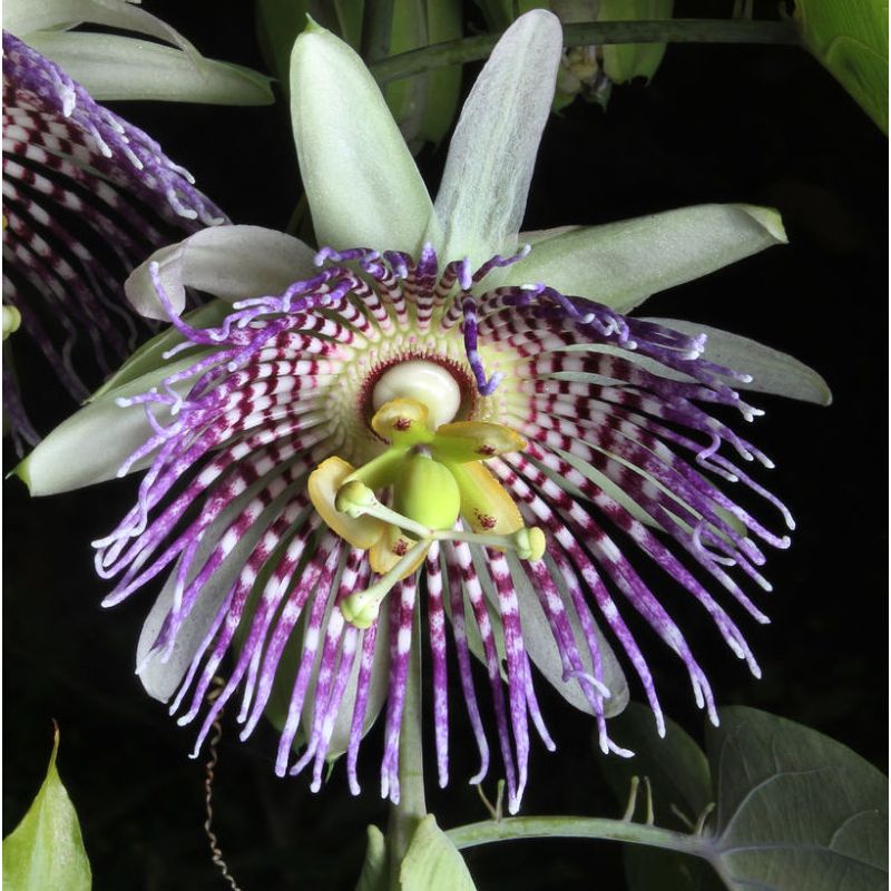 Passiflora ligularis orange (grenadelle, grenadille sucrée, grenadille douce)