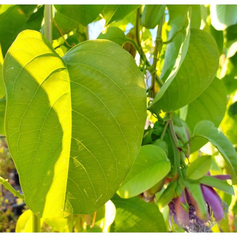 Passiflora edulis var. red fruit rouge (Fruit de la passion)