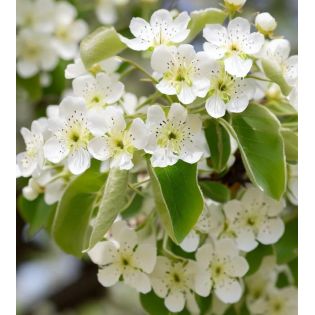 Pyrus pyrifolia (Poirier chinois ou nashi)