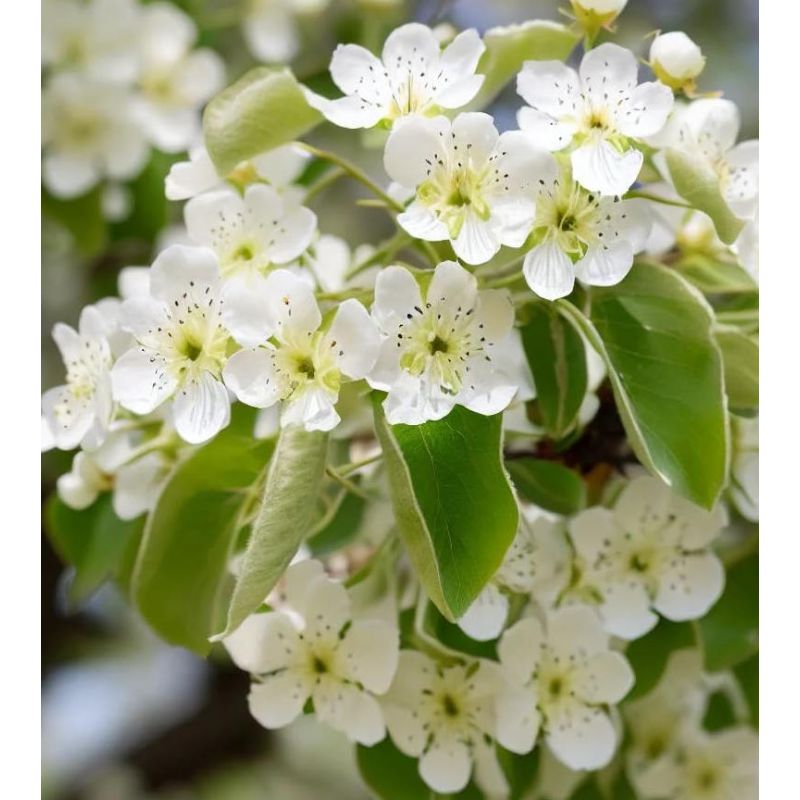 Pyrus pyrifolia (Poirier chinois ou nashi)