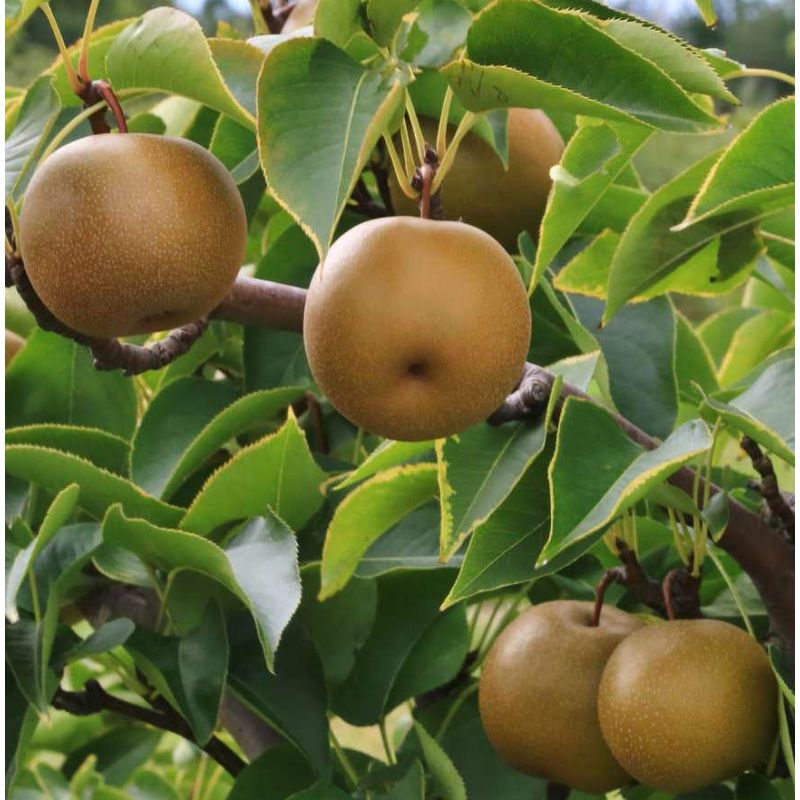 Pyrus pyrifolia (Poirier chinois ou nashi)