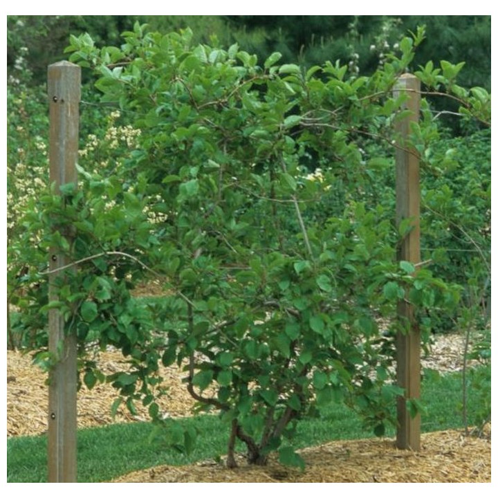 Actinidia arguta Issai ( kiwai, nergi, kiwi de Sibérie, kiwi nain)