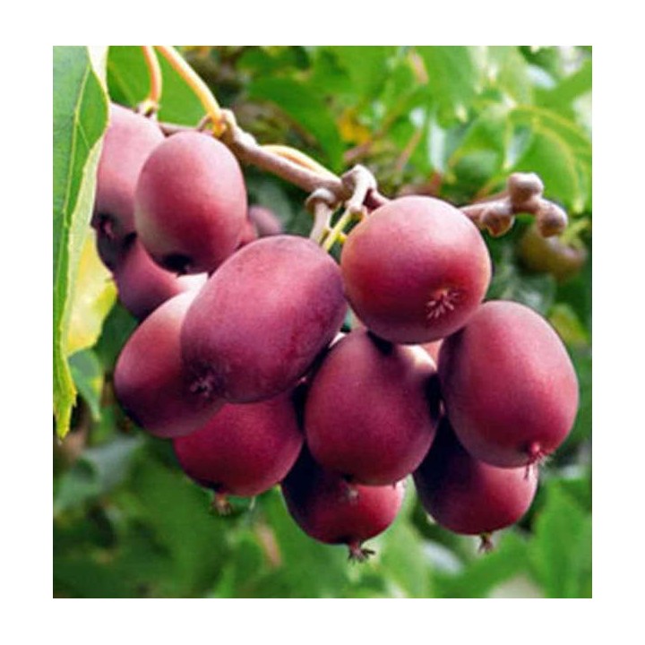 Actinidia arguta Ken's Red ( kiwai, nergi, kiwi de Sibérie, kiwi nain)