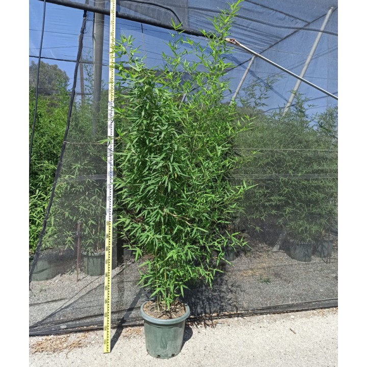 Phyllostachys aurea (bambou doré)