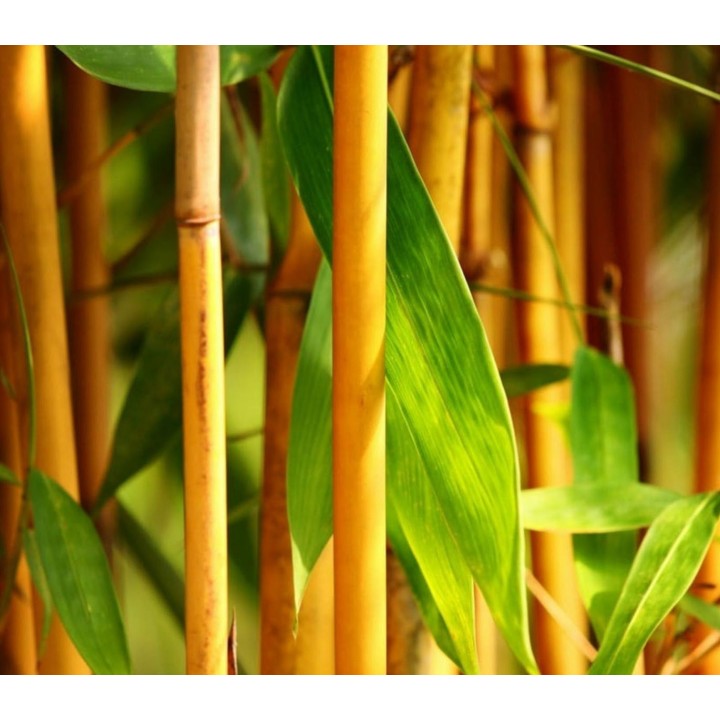 Phyllostachys aurea (bambou doré)