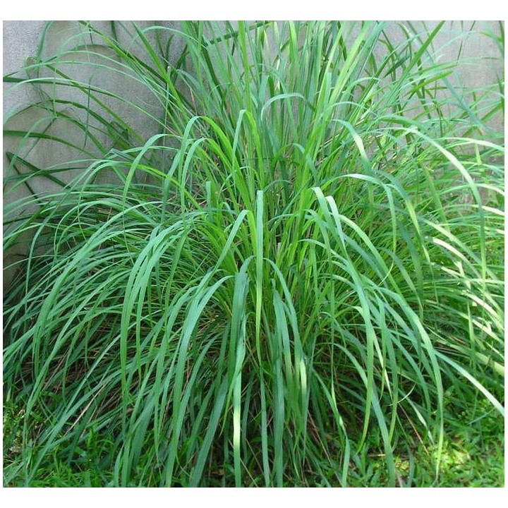 Cymbopogon citratus (Citronnelle)
